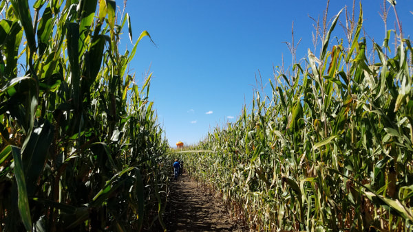 anderson farms corn maze