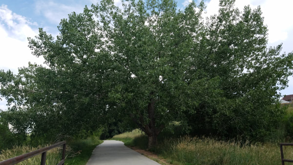 Cottonwood tree in Cottonwood Creek Park